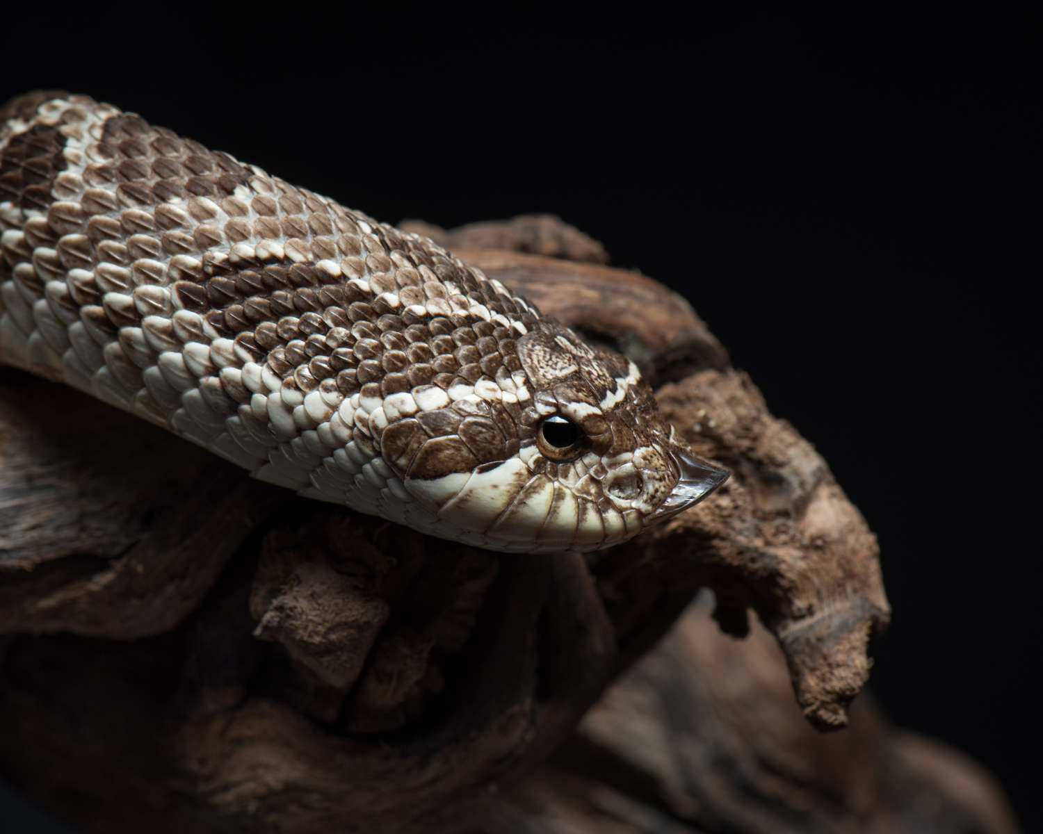 Свиноносая змея (Heterodon nasicus) — изображение 6