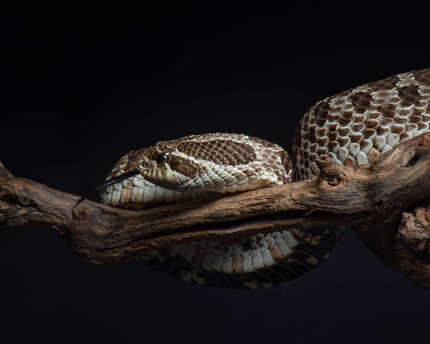 Свиноносая змея (Heterodon nasicus) — изображение 5