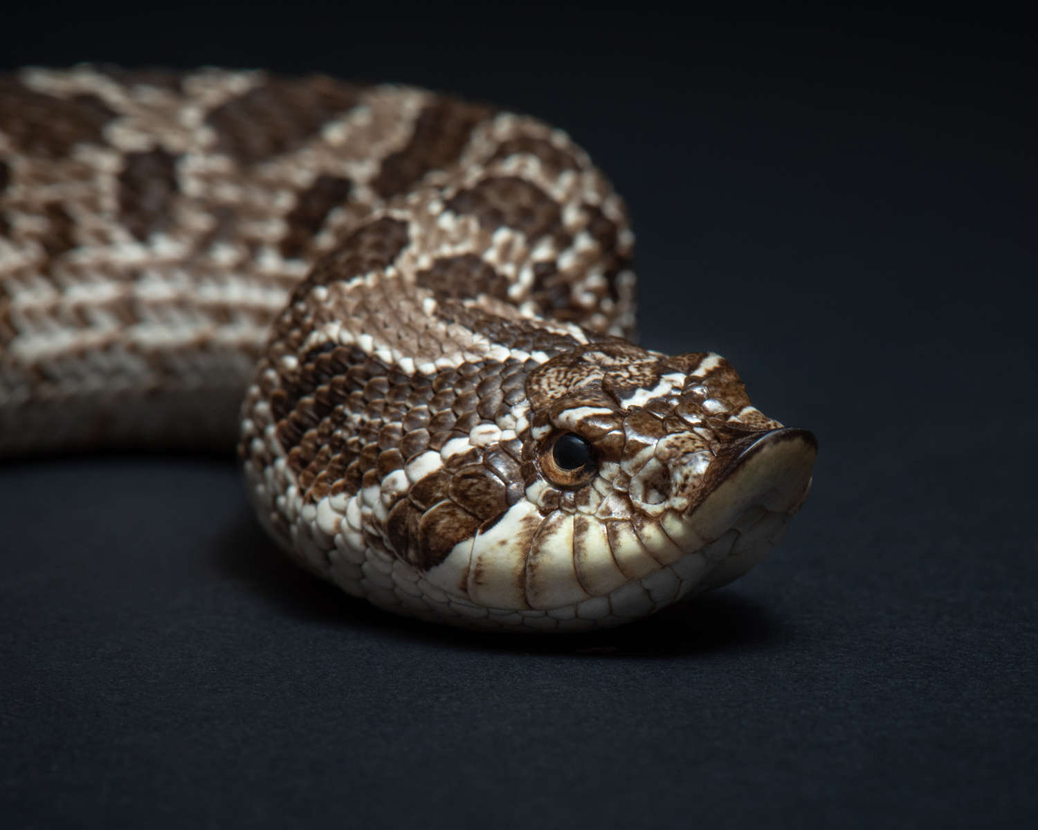 Свиноносая змея (Heterodon nasicus) — изображение 4
