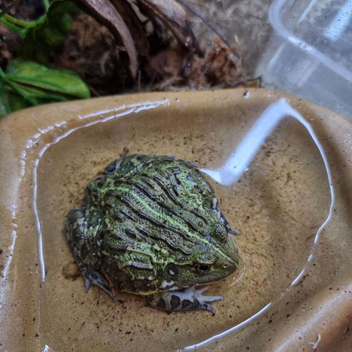 Гигантский водонос (Pyxicephalus adspersus)