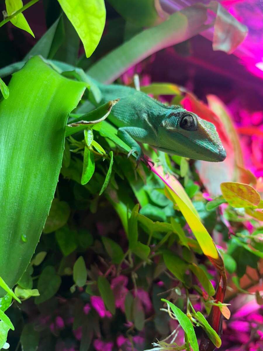 Анолис-рыцарь (Anolis equestris)