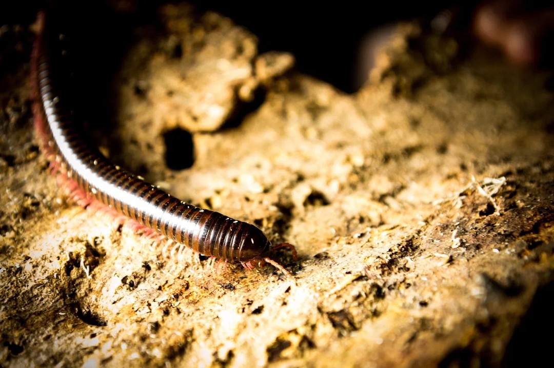 Кивсяк (Litostrophus sp) — изображение 2