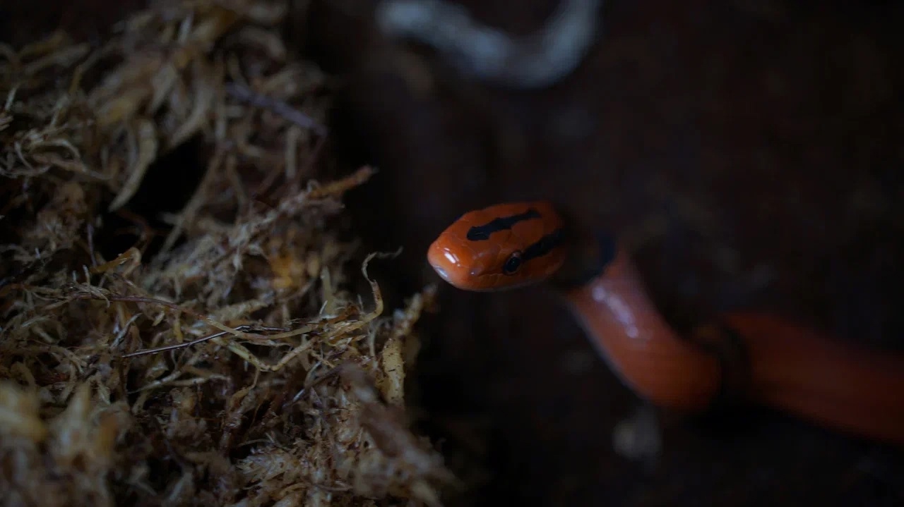 Бамбуковый полоз Юньнанский(Oreocryptophis porphyraceus pulchra) — изображение 2
