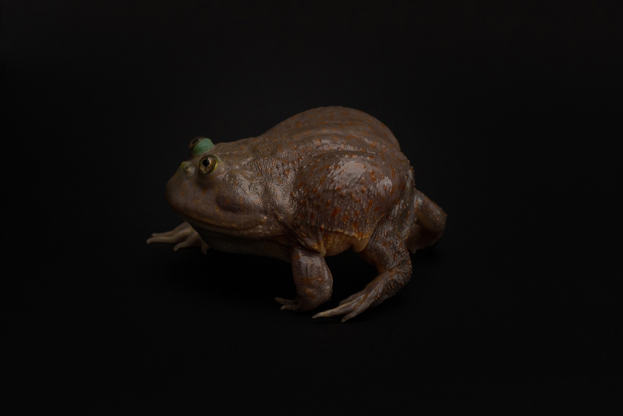 Злая щитоспинка (Lepidobatrachus laevis) — изображение 2