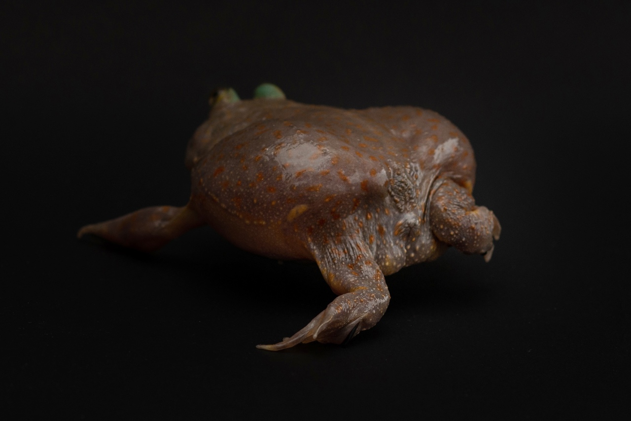 Злая щитоспинка (Lepidobatrachus laevis) — изображение 3