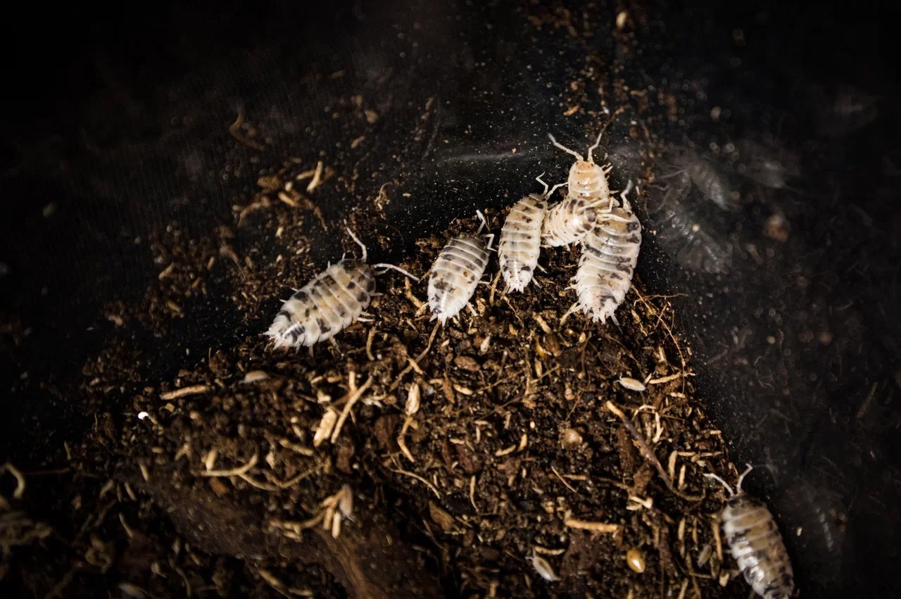 Мокрицы Dairy Cow (Porcellio laevis)
