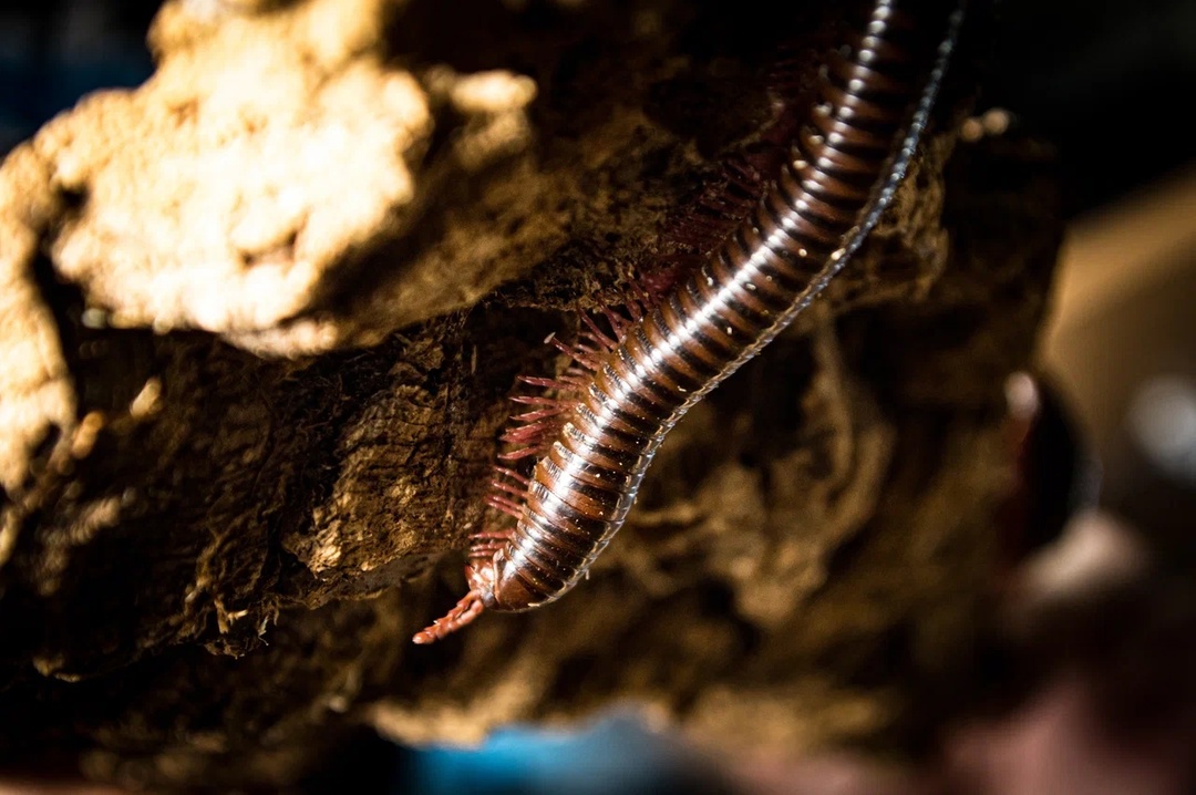 Кивсяк (Litostrophus sp) — изображение 3