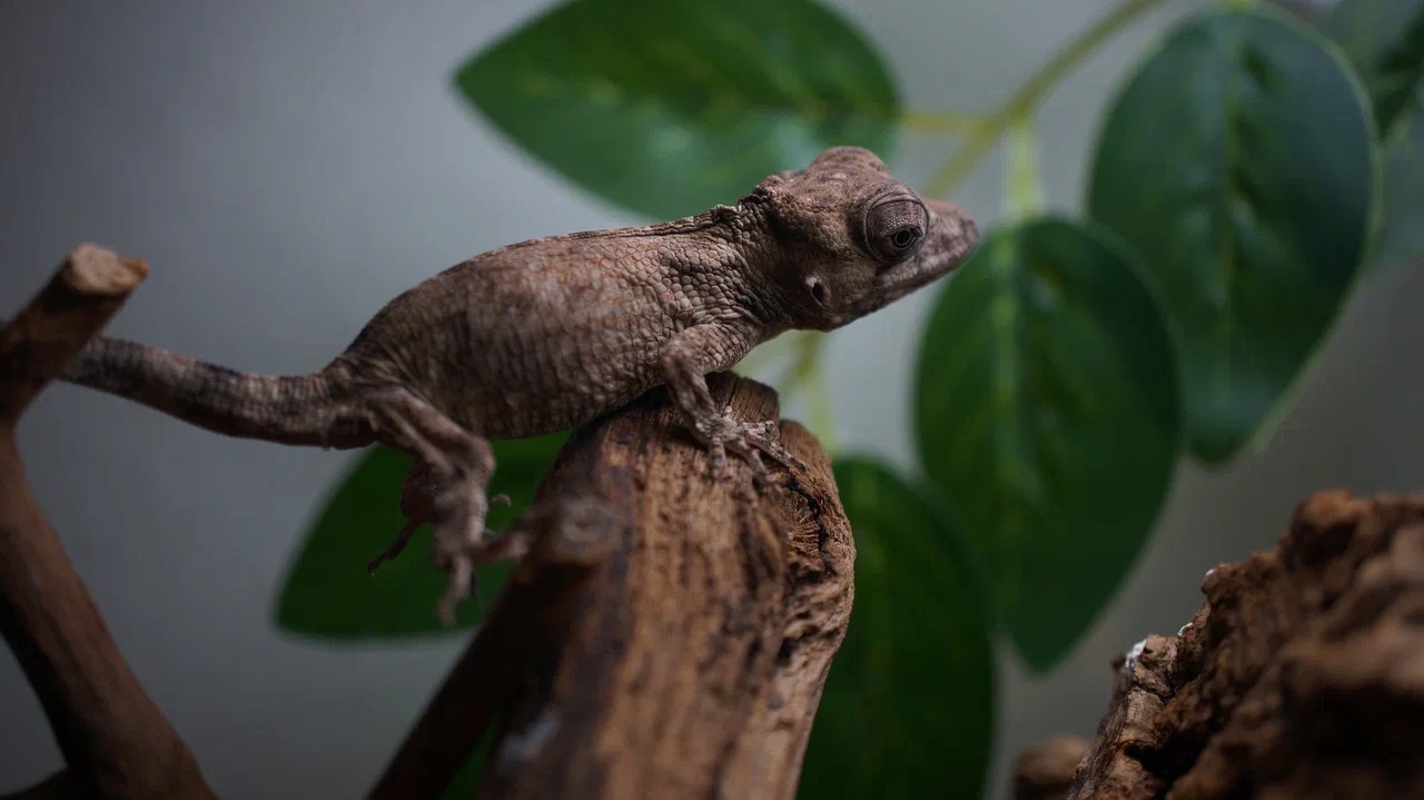 Кубинский хамелеолис (Anolis chamaeleonides) — изображение 2