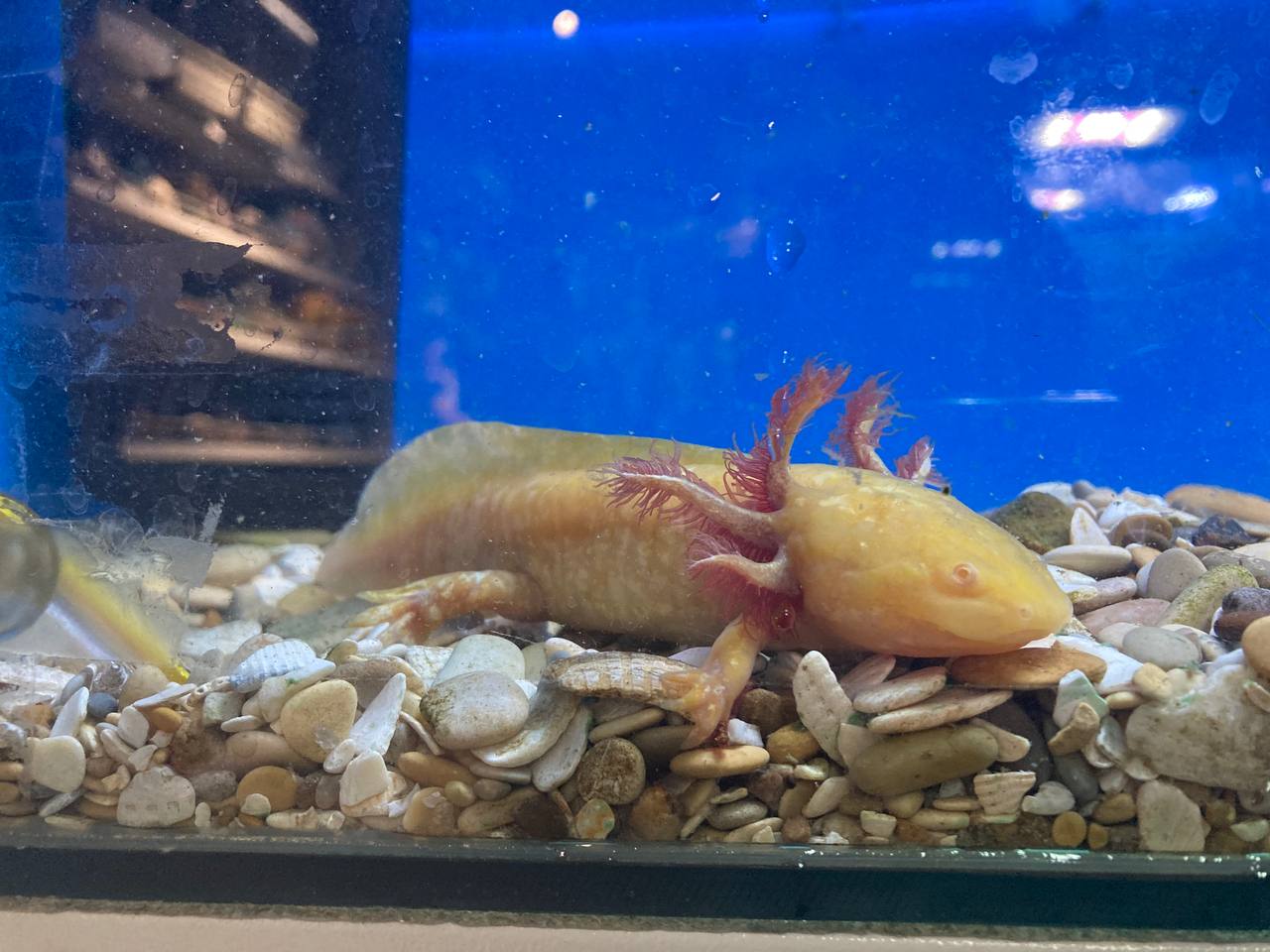 Аксолотль (Ambystoma mexicanum) — изображение 2