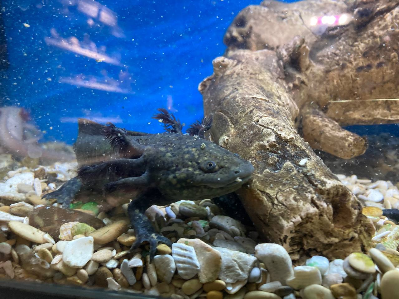 Аксолотль (Ambystoma mexicanum) — изображение 3