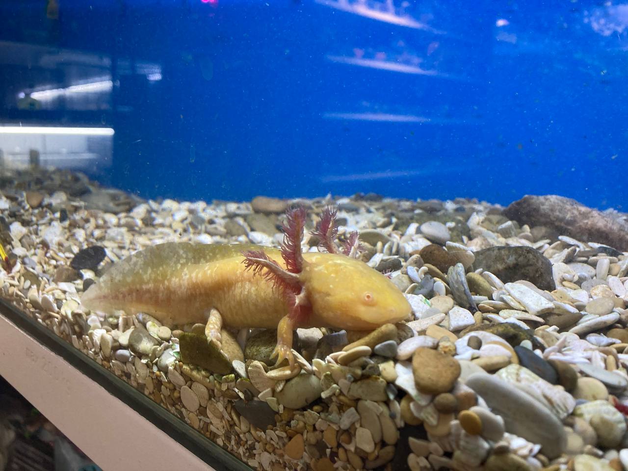 Аксолотль (Ambystoma mexicanum) — изображение 4