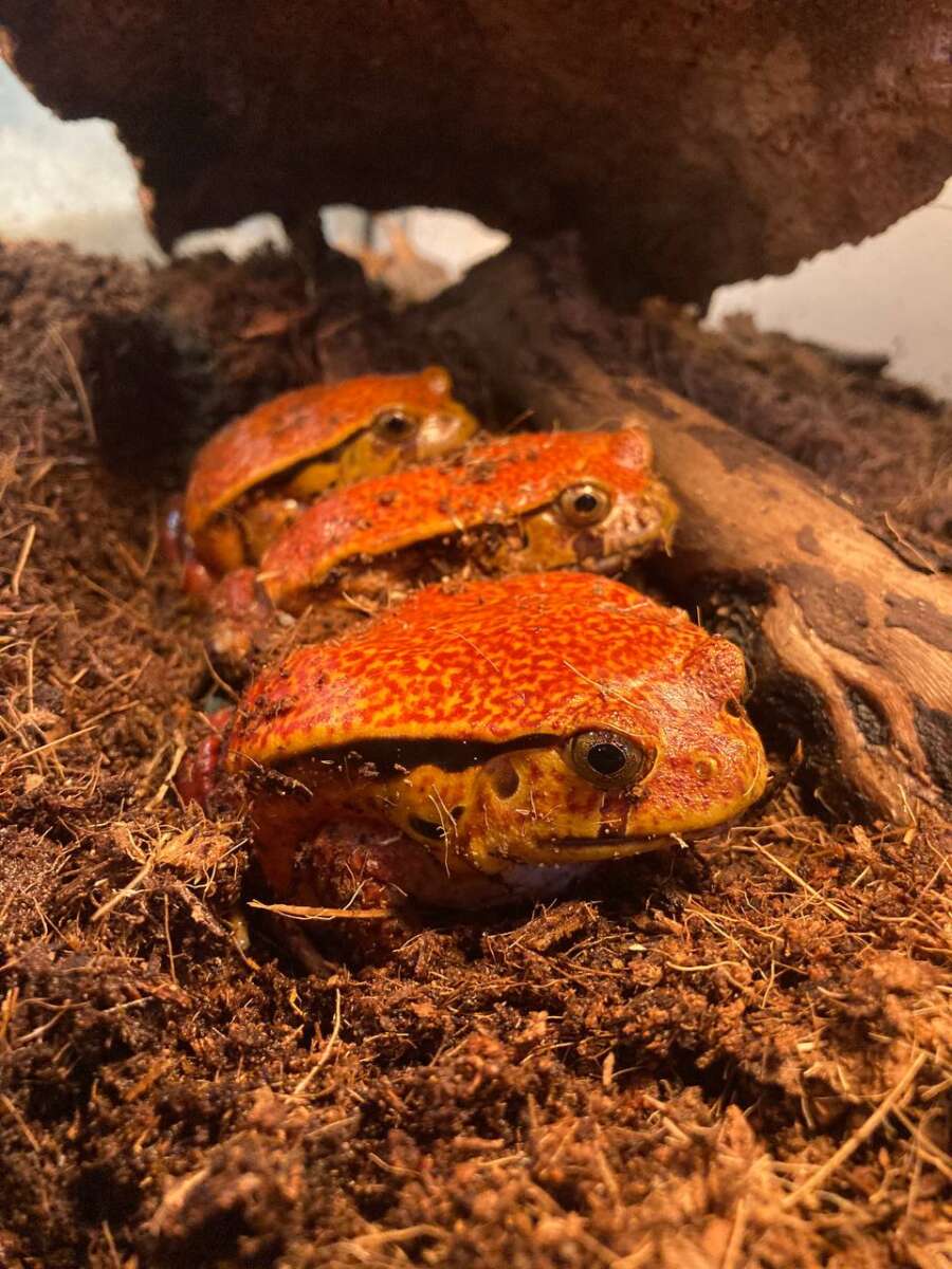 Винный узкорот (Dyscophus guineti) — изображение 2
