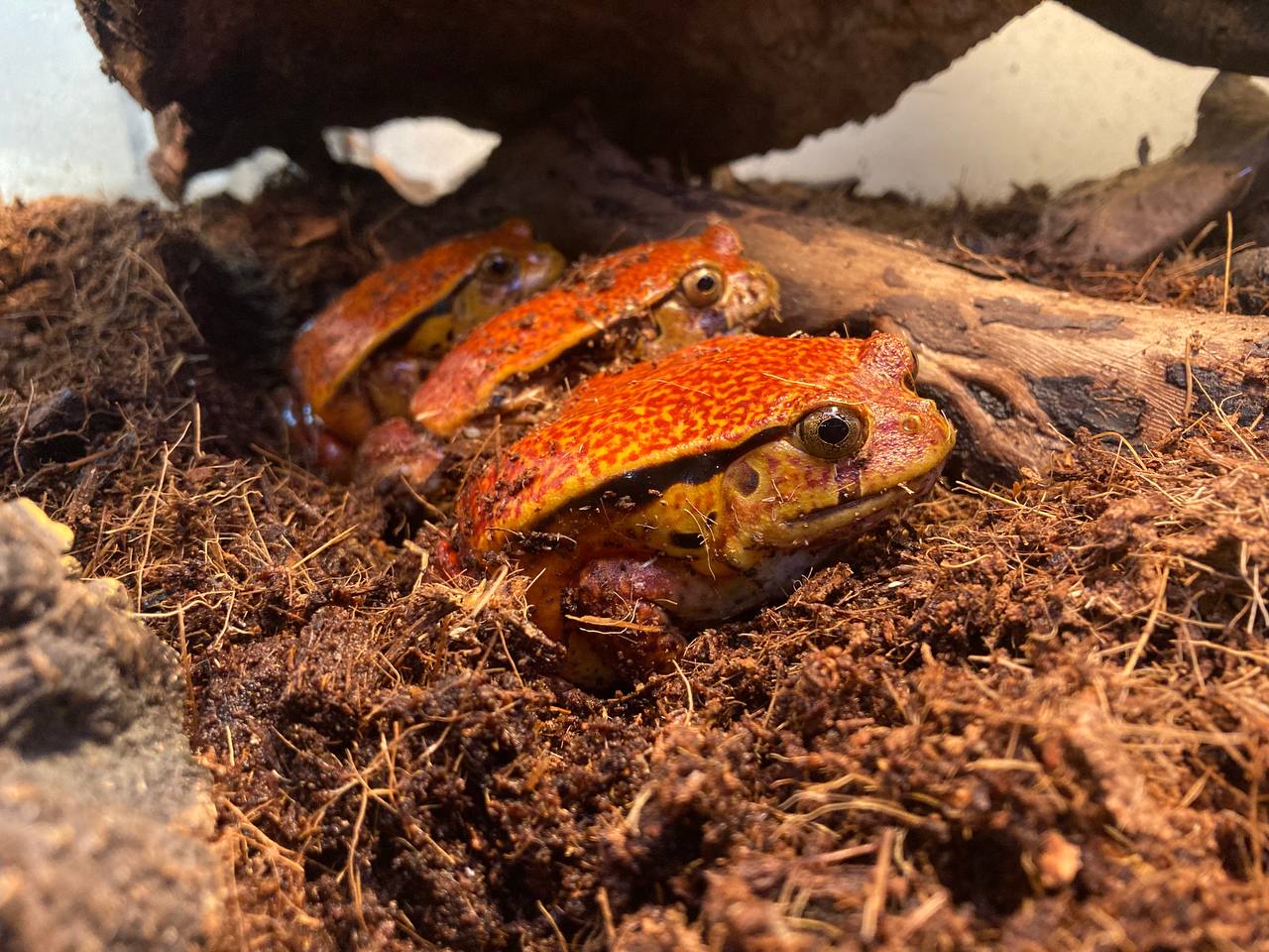 Винный узкорот (Dyscophus guineti) — изображение 3