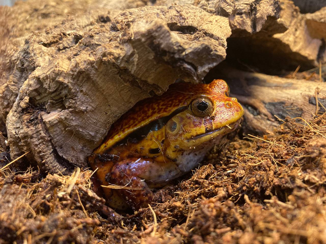Винный узкорот (Dyscophus guineti) — изображение 4