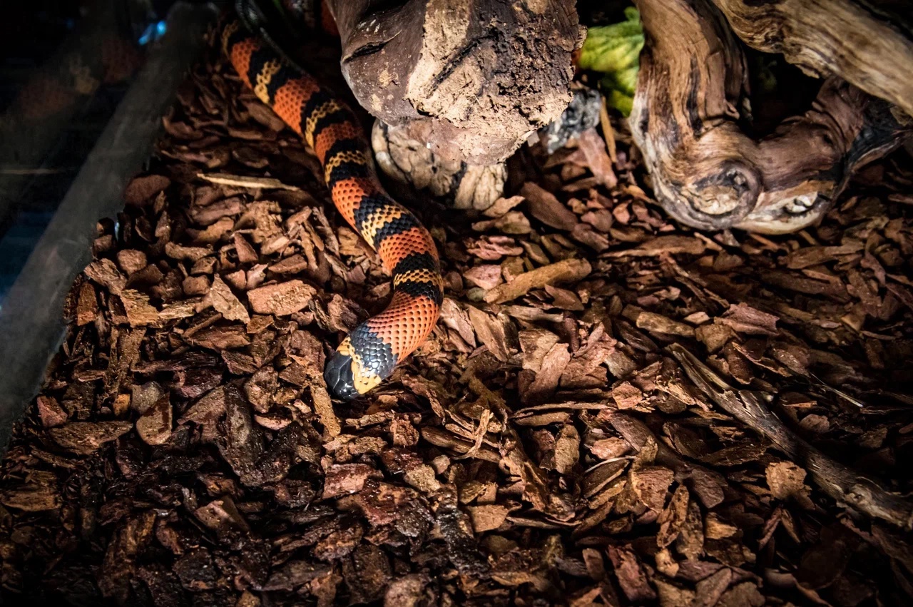 Гондурасская молочная змея (Lampropeltis triangulum hondurensis) — изображение 2