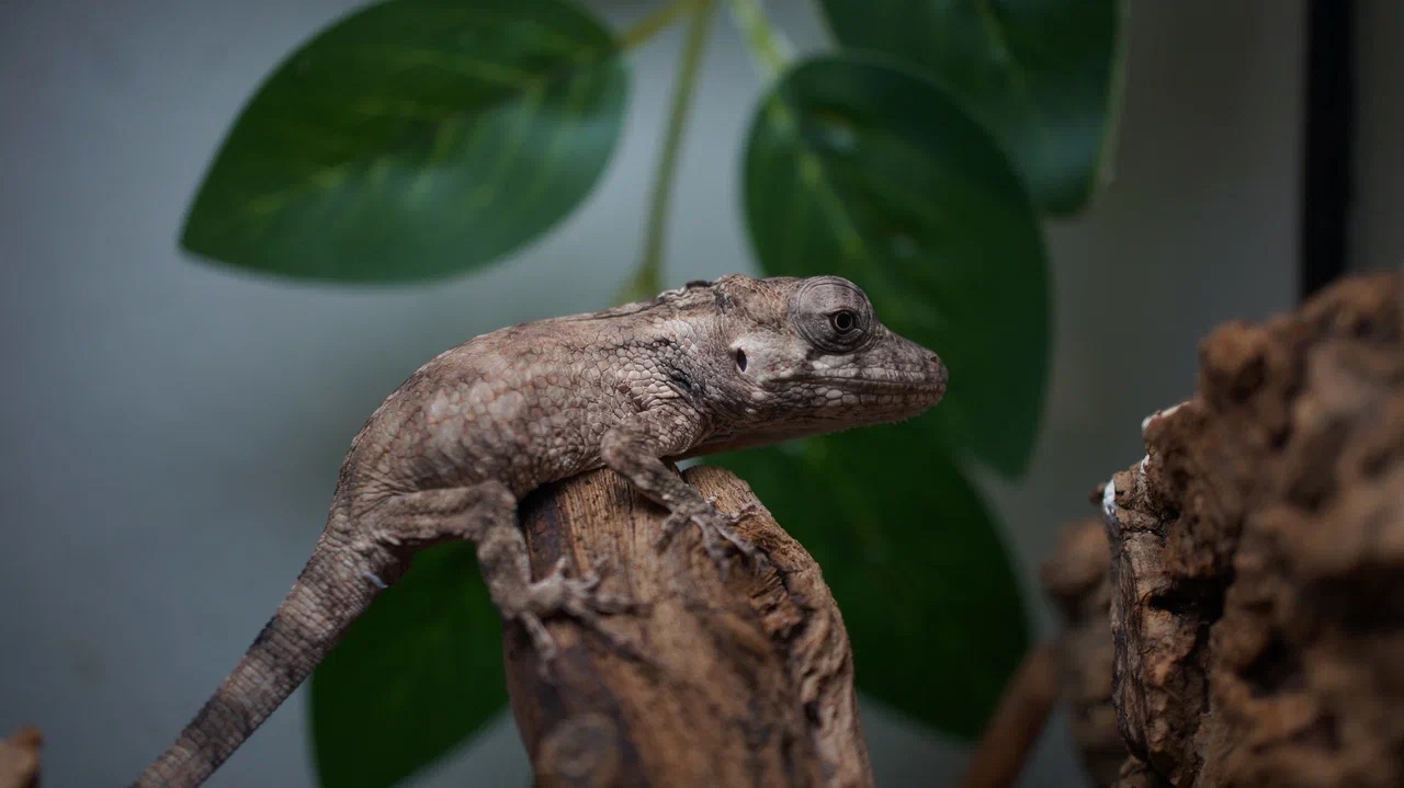 Кубинский хамелеолис (Anolis chamaeleonides)